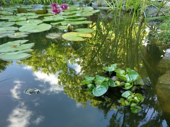 High angle view of lotus water lily in pond