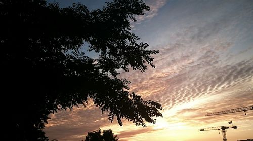 Silhouette of trees at sunset