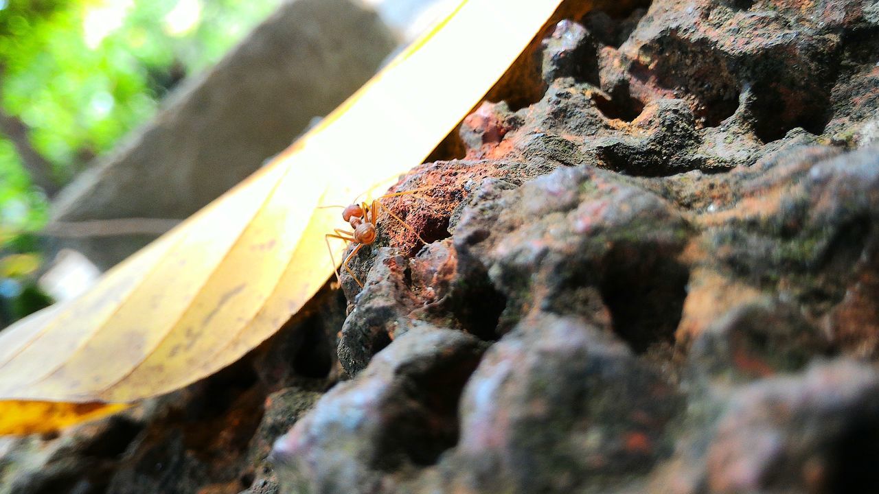 close-up, selective focus, focus on foreground, nature, textured, outdoors, sunlight, day, no people, rock - object, metal, moss, water, natural pattern, spider web, wood - material, detail, rough, pattern, beauty in nature