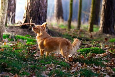 Full length of a dog on field