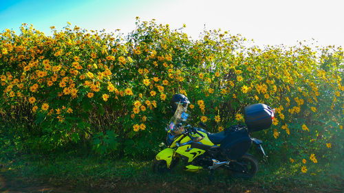 Yellow flowers growing on field against clear sky