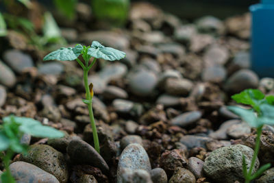 Close-up of fresh plant