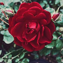 Close-up of red rose blooming outdoors