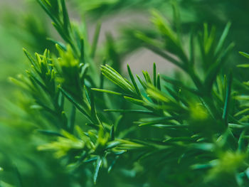 Close-up of pine tree