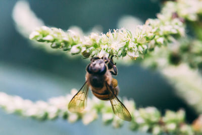 Close-up of bee pollinating flower