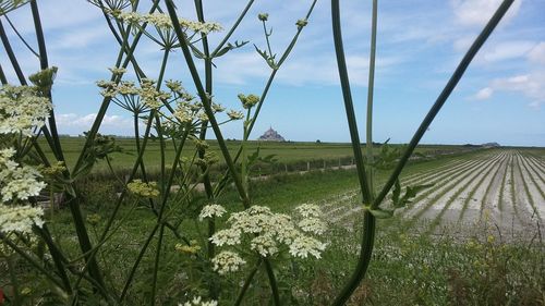 Plants growing on field against sky