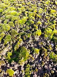 Full frame shot of moss on rock