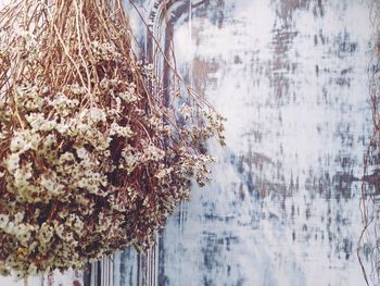 Close-up of snow covered plants against trees