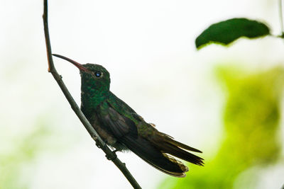 Close-up of bird perching on wall