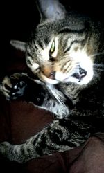 Portrait of cat lying on bed