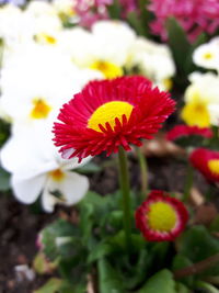 Close-up of pink flower