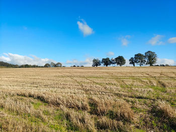 Scenic view of agricultural field against blue sky