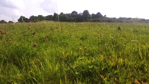 Scenic view of corn field against sky