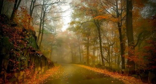 Road amidst trees in forest during autumn