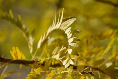 Close-up of yellow flowering plant leaves