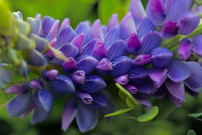 Close-up of purple flowers