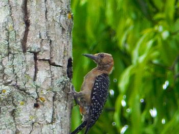 Close-up of bird perching on tree