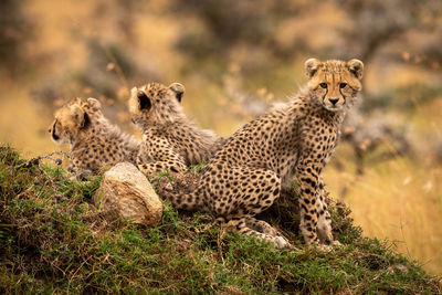 Cheetahs sitting on field
