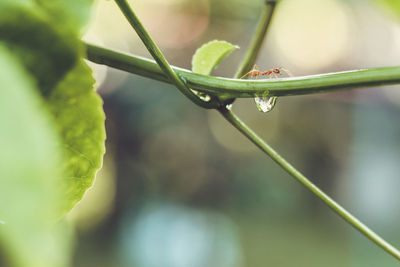 Close-up of wet plant