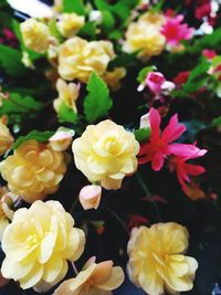 Close-up of yellow flowers blooming outdoors