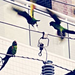 Birds perching on wall