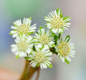 Close-up of yellow flowers blooming outdoors