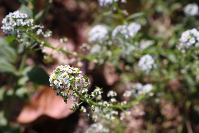 Close-up of flowering plant