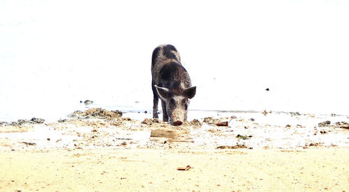 Dog standing on beach against the sky