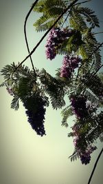 Low angle view of tree against sky