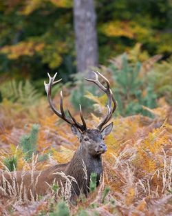 Deer standing on field