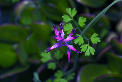 Close-up of flower against blurred background