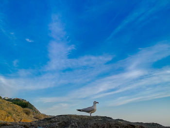 Low angle view of seagull on rock against sky
