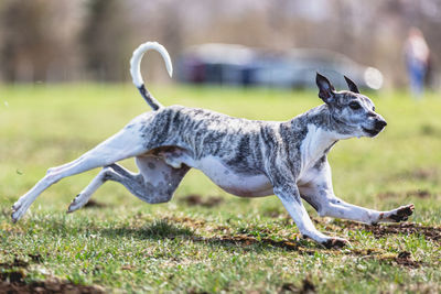 Close-up of dogs on field