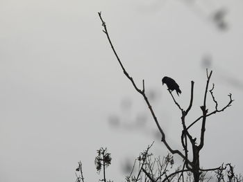 Low angle view of bird flying against sky