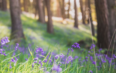 Close-up of purple crocus flowers in field