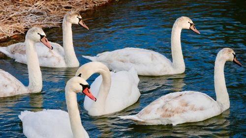 Swans swimming in lake