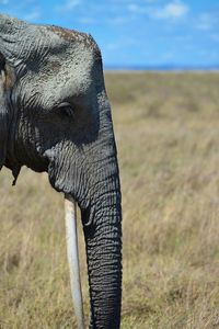 Close-up of elephant on land