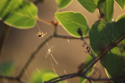 Close-up of insect on leaf