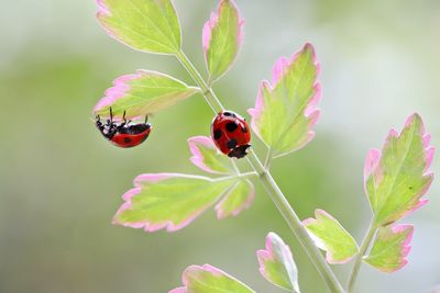 Close-up of ladybug on flower