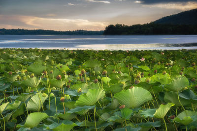 Scenic view of lake against sky