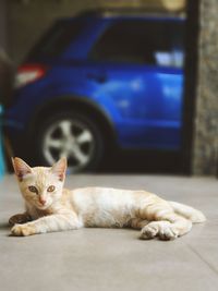 Portrait of cat lying down