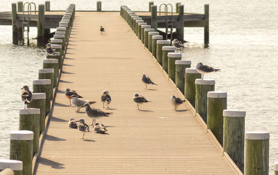 High angle view of birds perching on pier