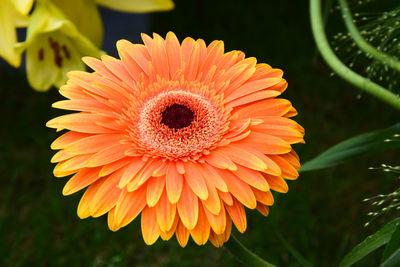 Close-up of orange daisy flower