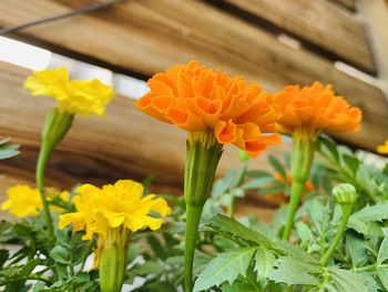 Close-up of yellow flowering plant