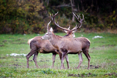 Male and female deer on grassy field