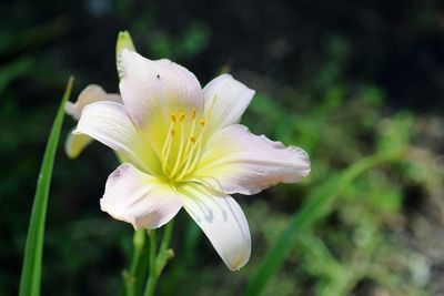 Close-up of white flower