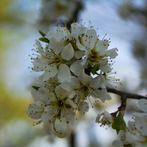 Close-up of cherry blossom