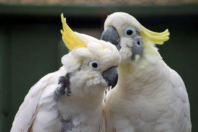 Close-up of parrot