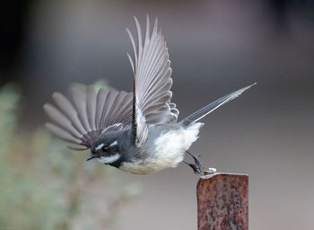 Grey fantail leaves the perch