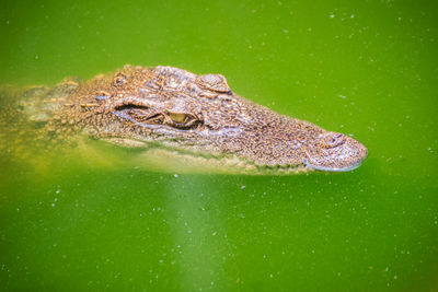 Close-up of a turtle swimming in lake